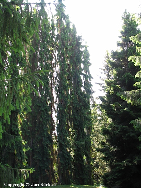 Picea abies f. pendula 'Sälinkään Pilari', surukuusi